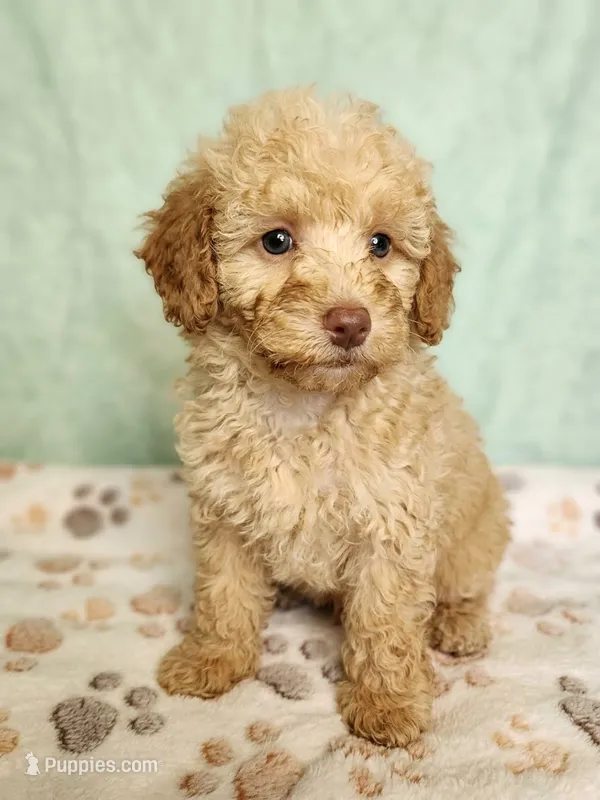 Toby – Poodle - Toy  puppy for sale in Equality, AL