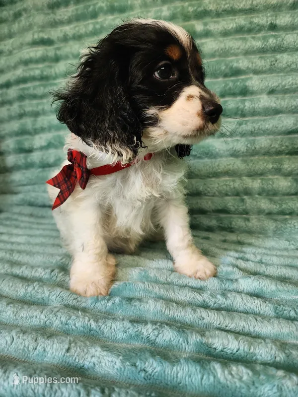 Kara – Cocker Spaniel, Poodle - Toy  puppy on hold in Alexander City, AL