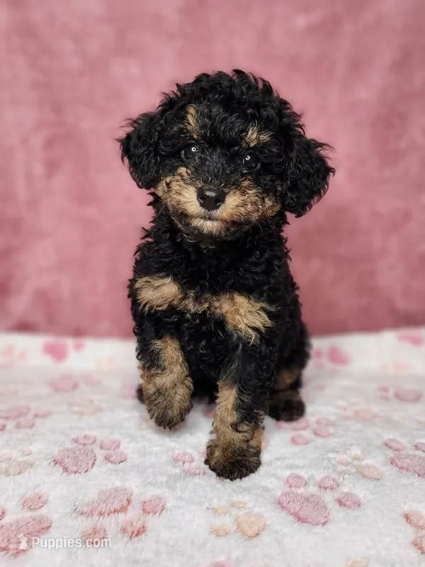 Konya – Poodle - Toy  puppy on hold in Equality, AL