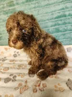 Tango, a male Poodle - Toy  for sale in Alexander City, AL – 4 of 4