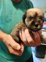 Luna, a female Miniature Schnauzer for sale in Alexander City, AL – 2 of 2