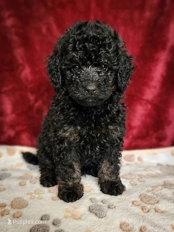 Ace – Poodle - Toy  puppy for sale in Equality, AL