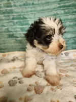 Eli, a male Miniature Schnauzer for sale in Alexander City, AL – 3 of 3
