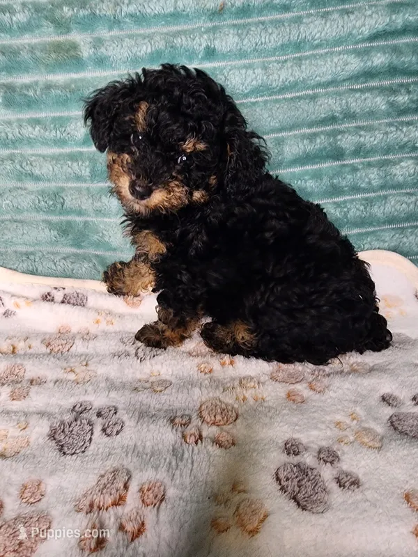 Konya – Poodle - Toy  puppy for sale in Alexander City, AL