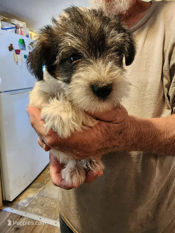 Thor – Miniature Schnauzer puppy for sale in Alexander City, AL