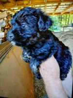 Ace, a male Yorkipoo for sale in Alexander City, AL – Photo 3 of 3
