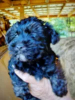 Ace, a male Yorkipoo for sale in Alexander City, AL – Photo 2 of 3