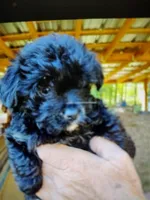 Ace, a male Yorkipoo for sale in Alexander City, AL – Photo 1 of 3