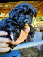 Micky, a male Yorkipoo for sale in Alexander City, AL – Photo 2 of 2