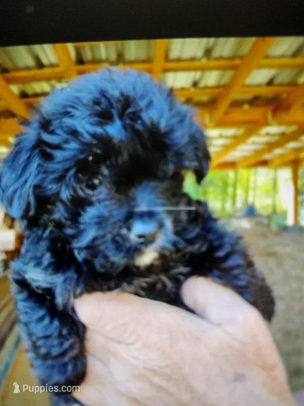 Micky – Yorkipoo puppy for sale in Alexander City, AL