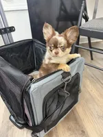 Gina , a female Chihuahua for sale in Elkhart, IN – 5 of 6