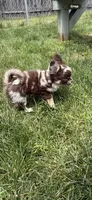 OREO Bravo, a female Chihuahua for sale in Elkhart, IN – 5 of 7