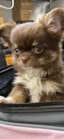 Moca, a female Chihuahua for sale in Elkhart, IN – 8 of 8