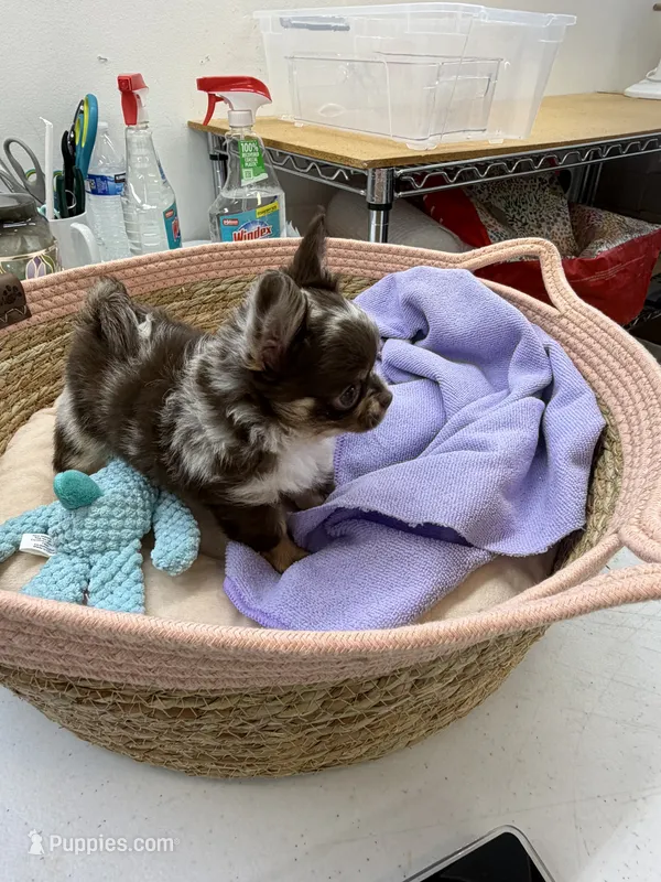 oreo – Chihuahua puppy for sale in Elkhart, IN