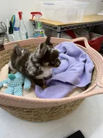 oreo, a female Chihuahua for sale in Elkhart, IN – 1 of 4