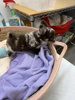 oreo, a female Chihuahua for sale in Elkhart, IN – 4 of 4