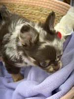 Gina long coat  AKC, a female Chihuahua for sale in Elkhart, IN – 1 of 5