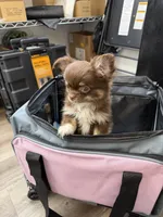 Moca, a female Chihuahua for sale in Elkhart, IN – 3 of 8