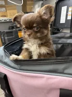 Moca, a female Chihuahua for sale in Elkhart, IN – 2 of 8