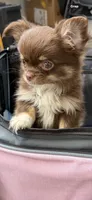 Moca, a female Chihuahua for sale in Elkhart, IN – 7 of 8