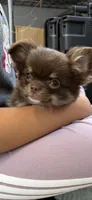 Moca, a female Chihuahua for sale in Elkhart, IN – 4 of 8