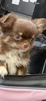 Moca, a female Chihuahua for sale in Elkhart, IN – 6 of 8