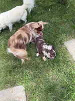 Gina long coat chihuahua, a female Chihuahua for sale in Elkhart, IN – 1 of 3
