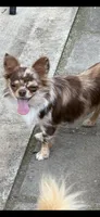 OREO Bravo, a female Chihuahua for sale in Elkhart, IN – 6 of 7