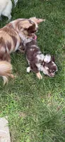 Gina long coat chihuahua, a female Chihuahua for sale in Elkhart, IN – 2 of 3