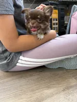Moca, a female Chihuahua for sale in Elkhart, IN – 5 of 8