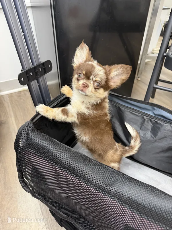 Gina  – Chihuahua puppy for sale in Elkhart, IN