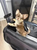 Gina , a female Chihuahua for sale in Elkhart, IN – 1 of 6