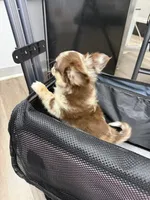 Gina , a female Chihuahua for sale in Elkhart, IN – 3 of 6