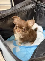 Moca, a female Chihuahua for sale in Elkhart, IN – 1 of 8