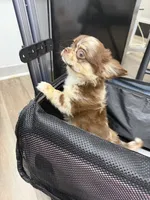 Gina , a female Chihuahua for sale in Elkhart, IN – 2 of 6