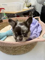 oreo, a female Chihuahua for sale in Elkhart, IN – 3 of 4