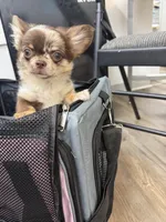 Gina , a female Chihuahua for sale in Elkhart, IN – 6 of 6