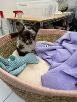 Gina long coat  AKC, a female Chihuahua for sale in Elkhart, IN – 5 of 5