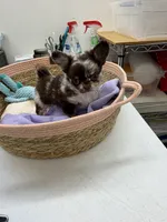 oreo, a female Chihuahua for sale in Elkhart, IN – 2 of 4