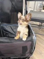 Gina , a female Chihuahua for sale in Elkhart, IN – 4 of 6