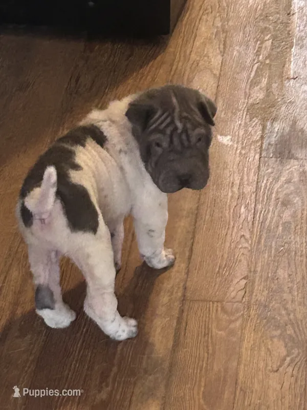 Little peanut  – Chinese Shar-Pei puppy for sale in Mc Gaheysville, VA