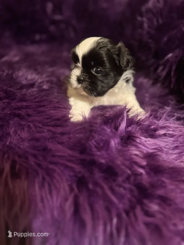 Jordan – Shih Tzu puppy for sale in Dallas, TX