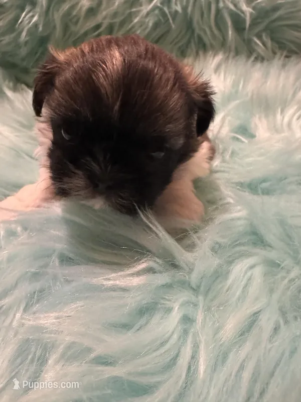 Jarvis – Shih Tzu puppy for sale in Dallas, TX