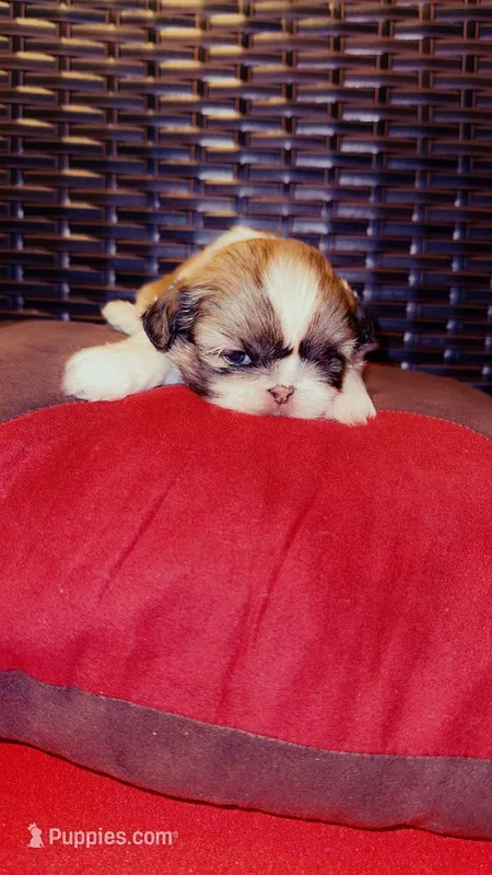 Goddess – Shih Tzu puppy for sale in Dallas, TX