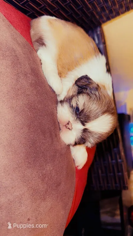 Goddess – Shih Tzu puppy for sale in Dallas, TX