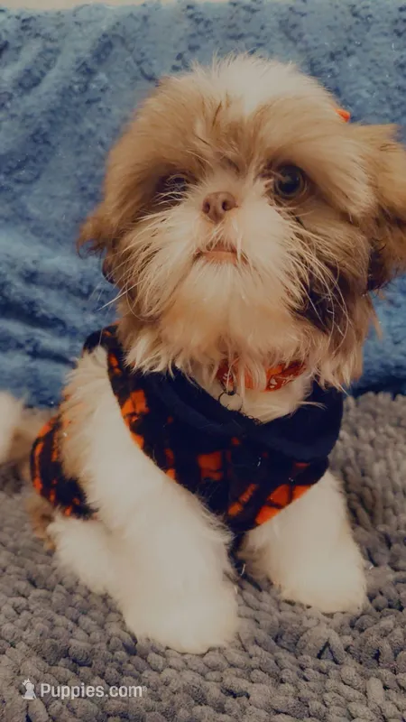 Goddess – Shih Tzu puppy for sale in Dallas, TX