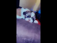 Goddess, a female Shih Tzu for sale in Dallas, TX – Photo 6 of 10