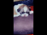 Goddess, a female Shih Tzu for sale in Dallas, TX – Photo 4 of 10