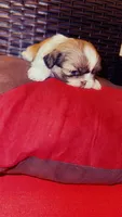 Goddess, a female Shih Tzu for sale in Dallas, TX – Photo 2 of 10