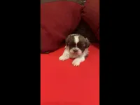 Chewy, a male Shih Tzu for sale in Dallas, TX – Photo 2 of 10